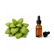 اسانس پایه عطر سازی نعناع