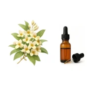 اسانس پایه عطر سازی شکوفه سنجد